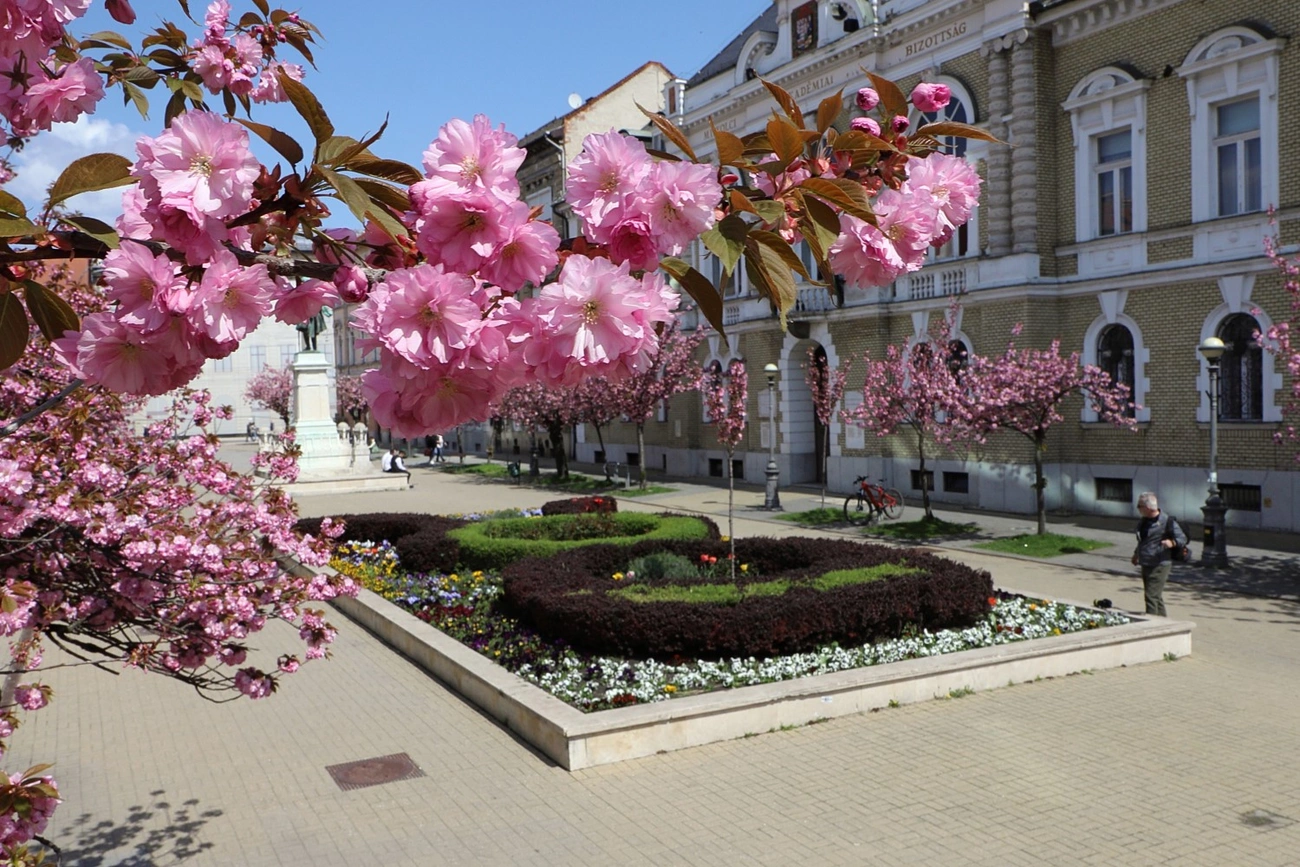 Virágba borult az  Erzsébet tér 