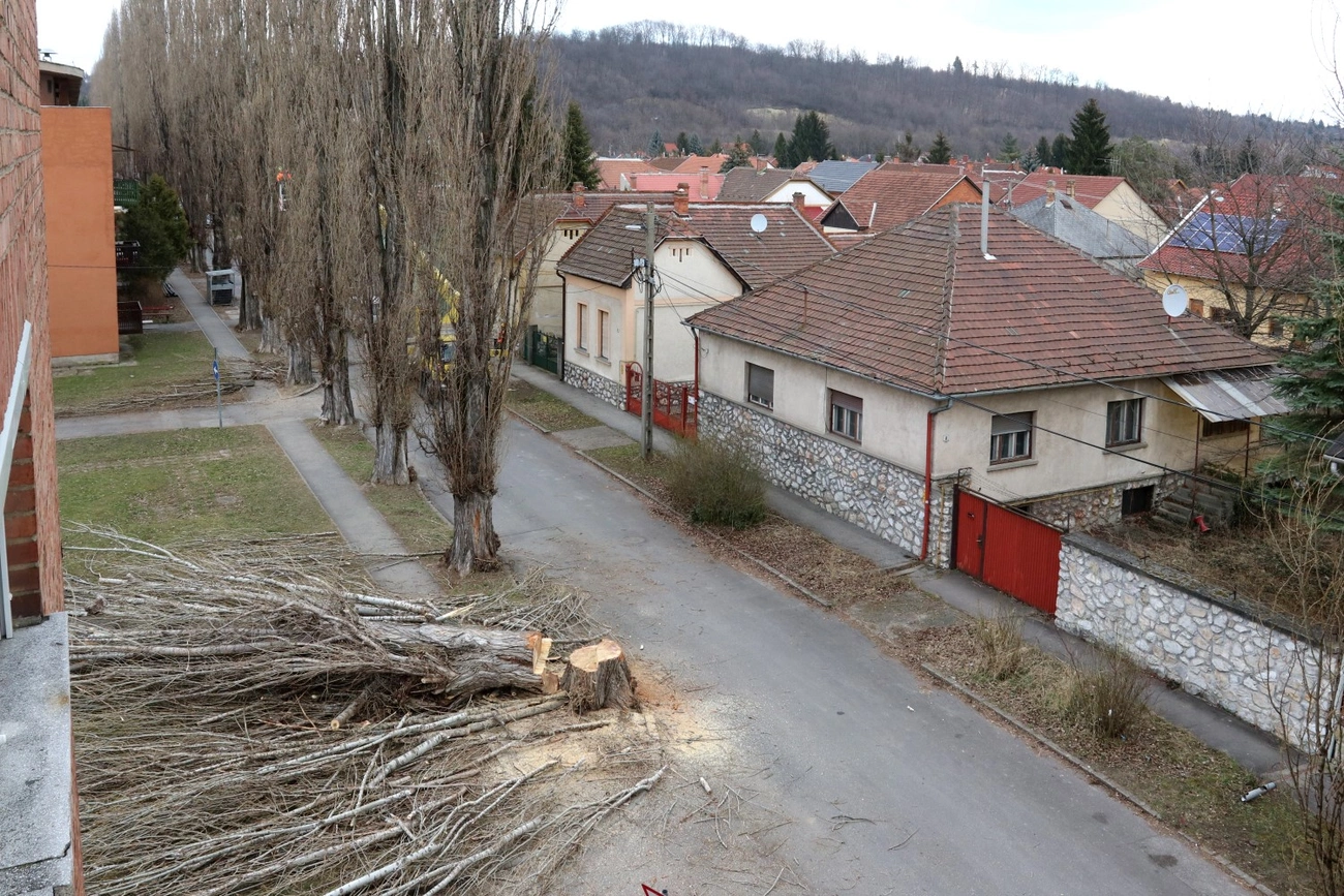 Fakivágás a Torontáli utcán 