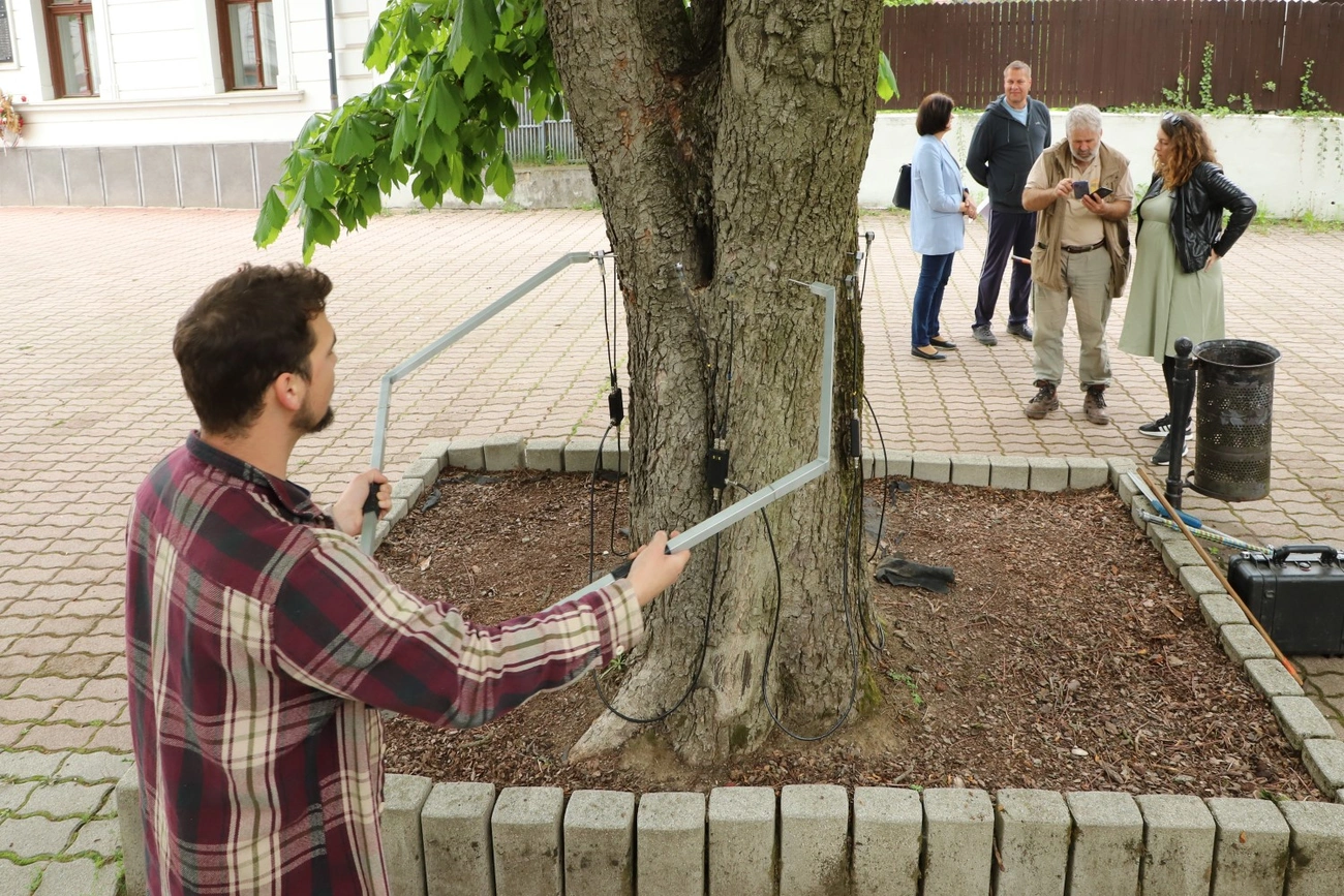 Folyamatban a Vár utcai gesztenyesor állapotfelmérése