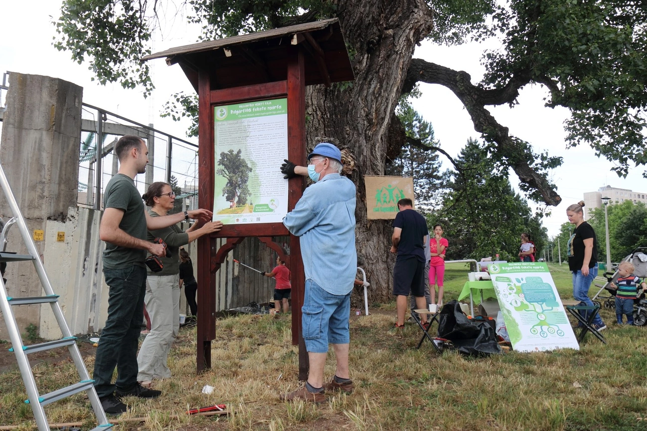 Rendbetették a bulgárföldi fekete nyárfa környezetét