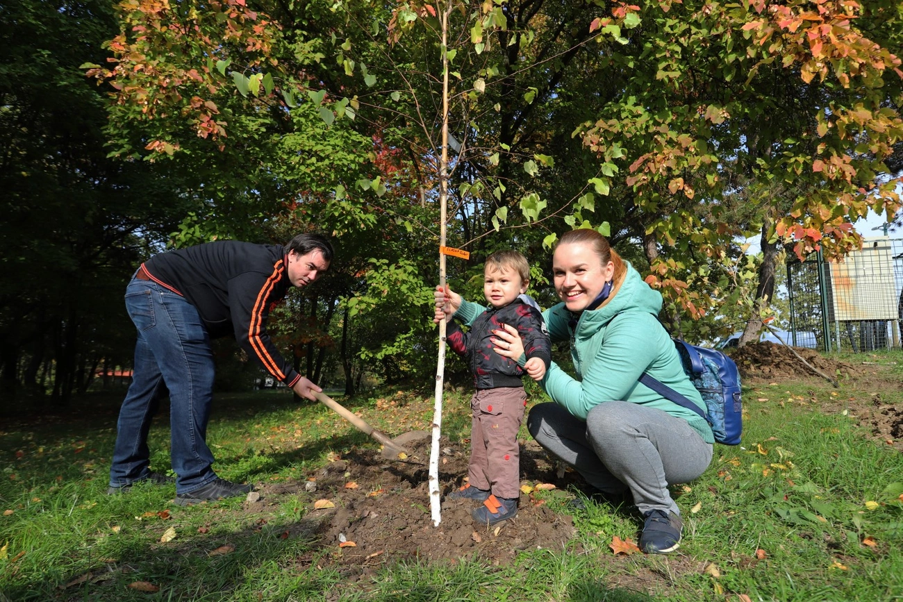 Faültetés az újszülöttek parkjában 