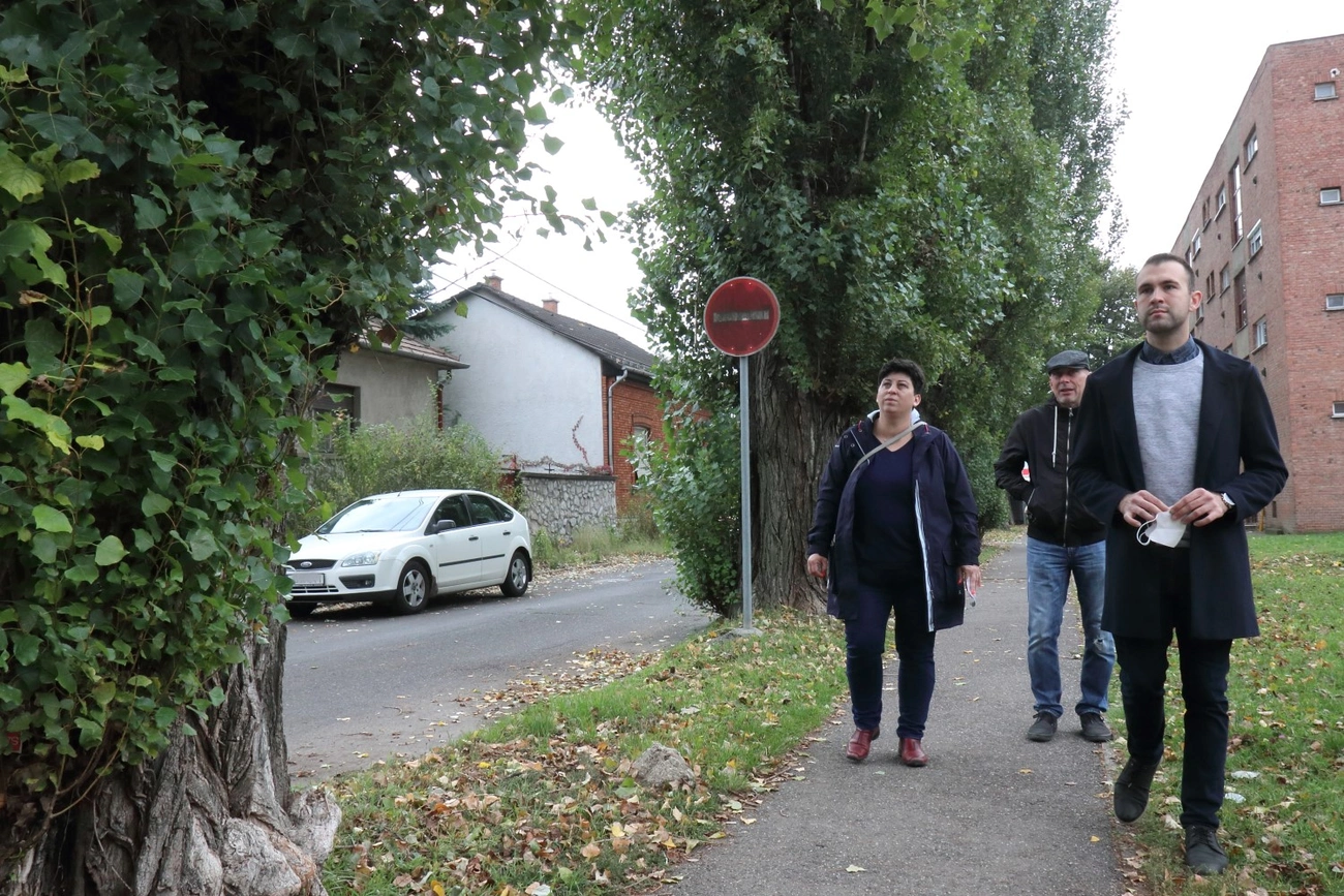 A Tátra és Torontáli utcai jegenyesor bejárása 