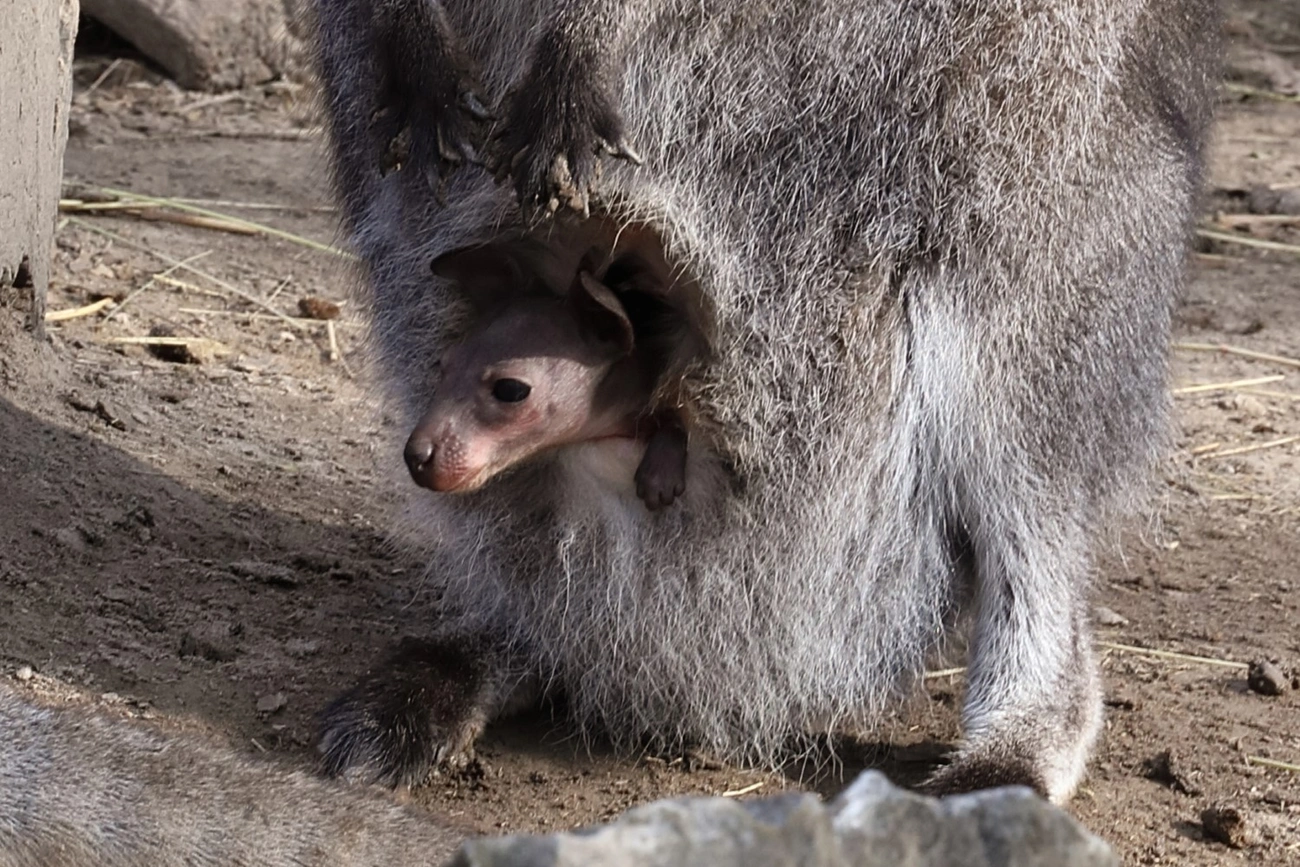 Kenguru bébik születtek a Miskolci Állatkertben 