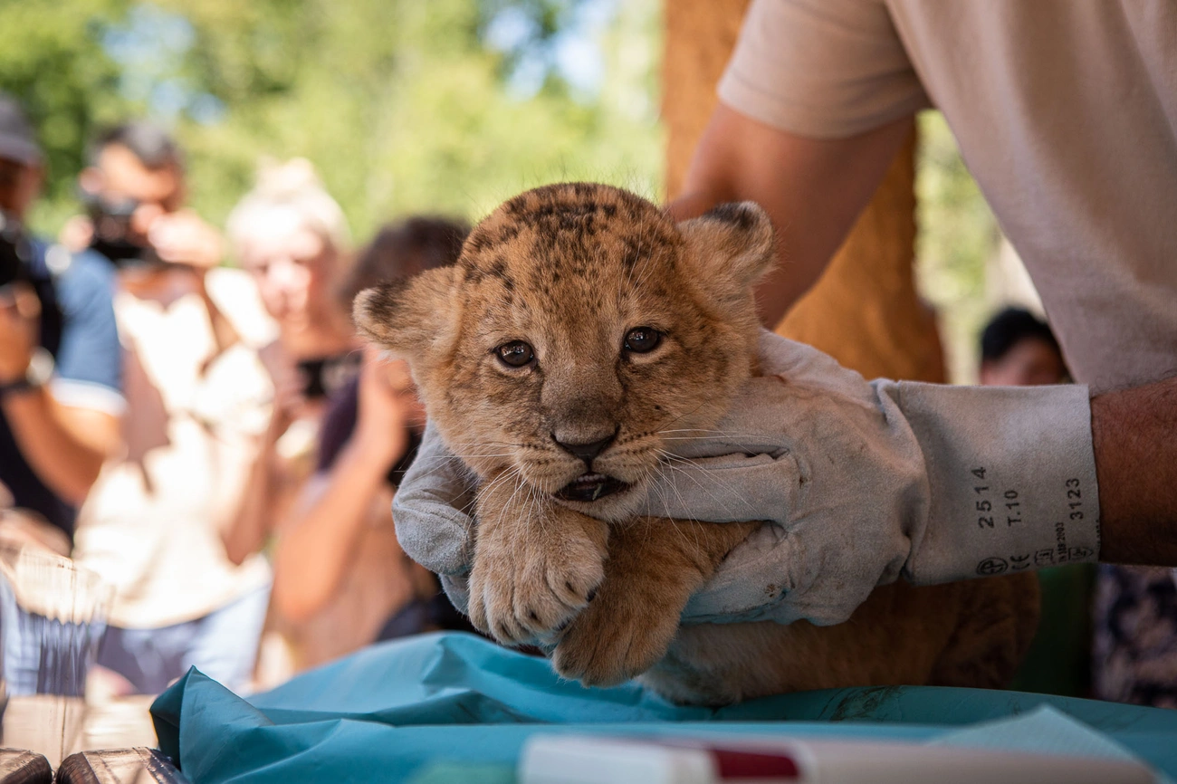 Oroszlánkölykök születtek a Miskolci Állatkertben 