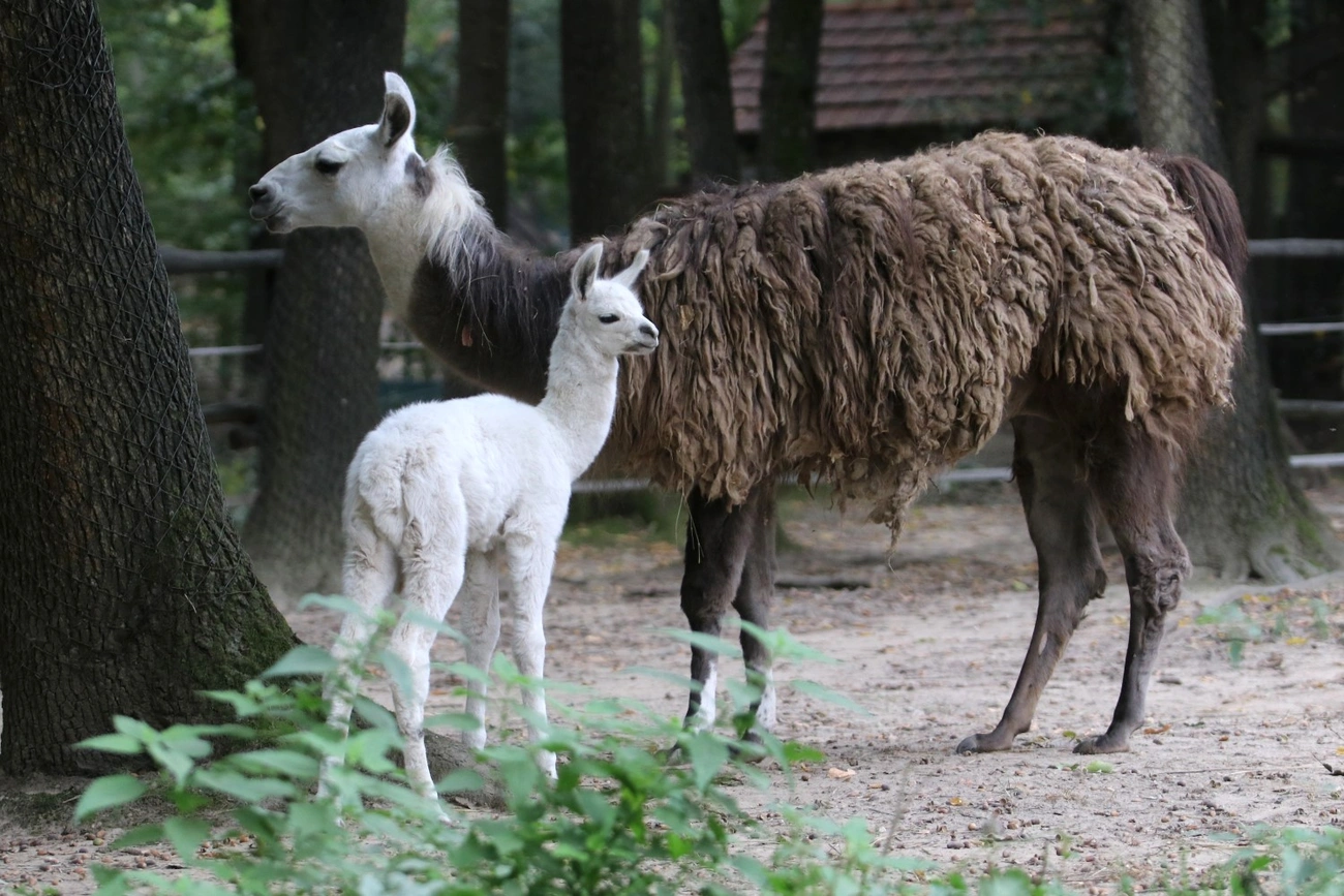 Lámacsikó született a Miskolci Állatkert és Kultúrparkban 