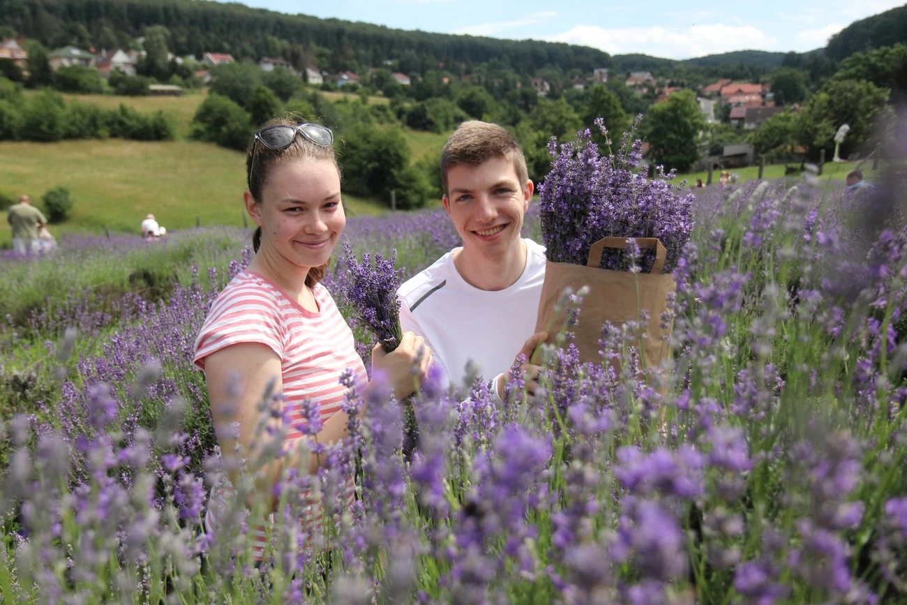 Levendulaszüret Gyuri bácsi gyógynövénykertjében 