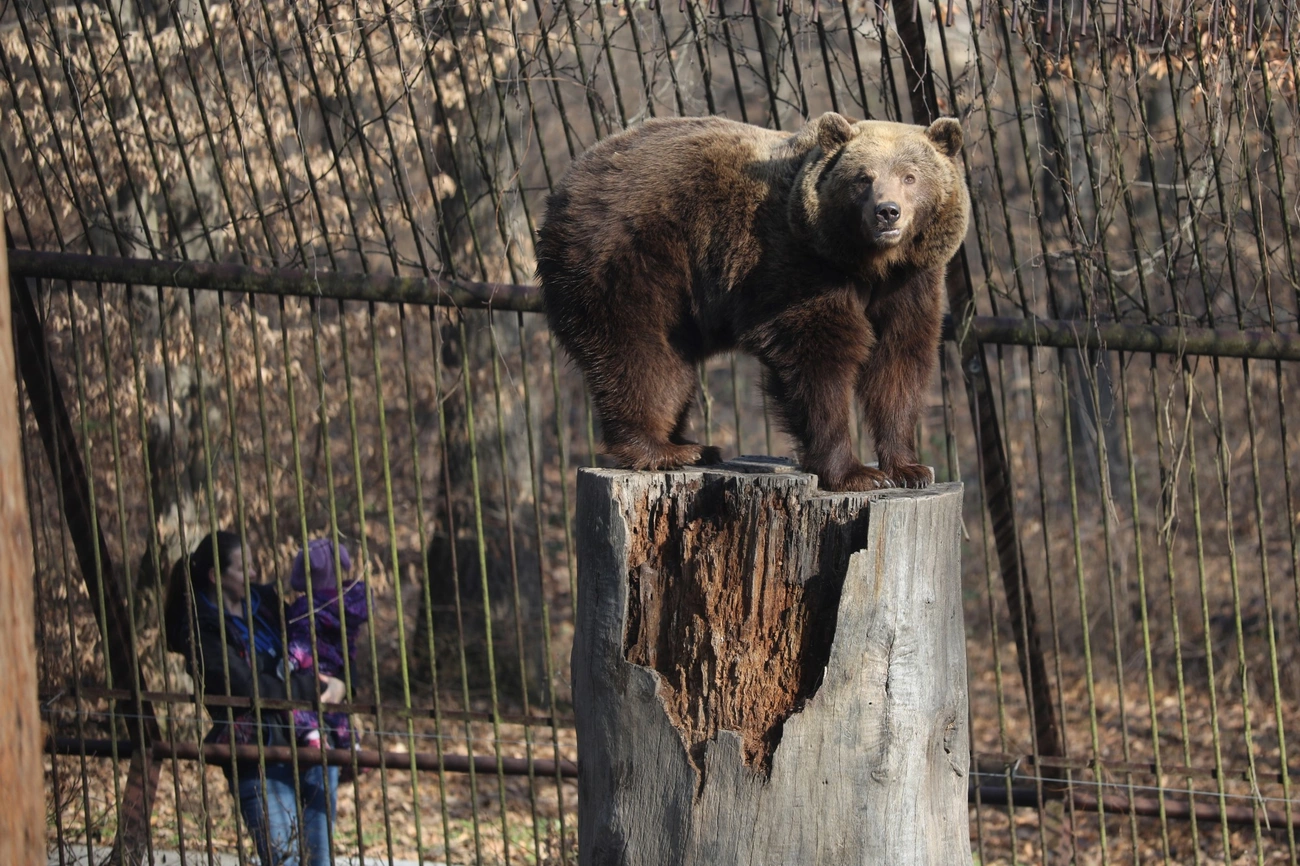 Nem ijedt meg az árnyékától a medve 