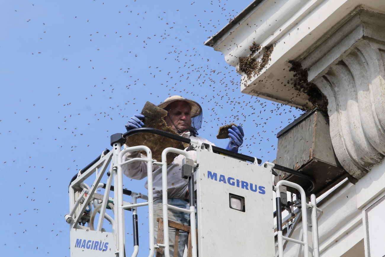 Méhek befogása 