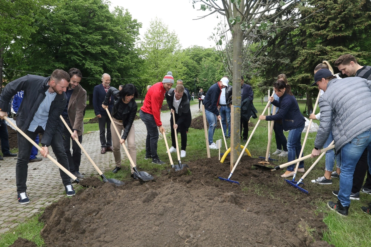 Faültetés a Népkertben