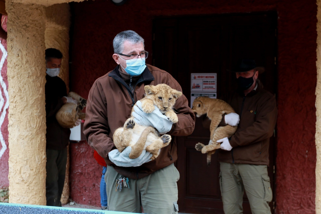 Oroszlánkölykök jöttek a világra a Miskolci Állatkertben 