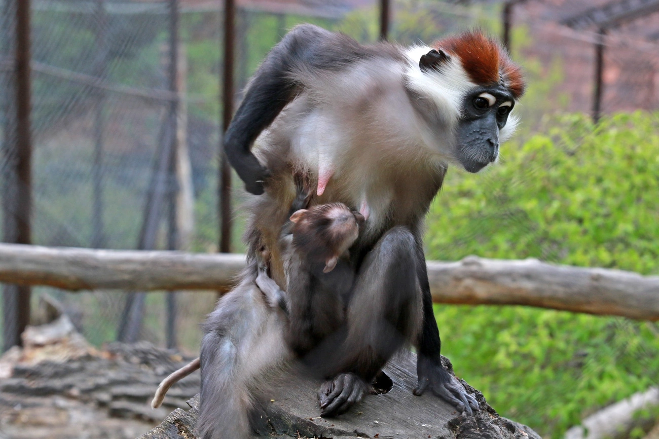 Örvös mangábé született a Vadasparkban