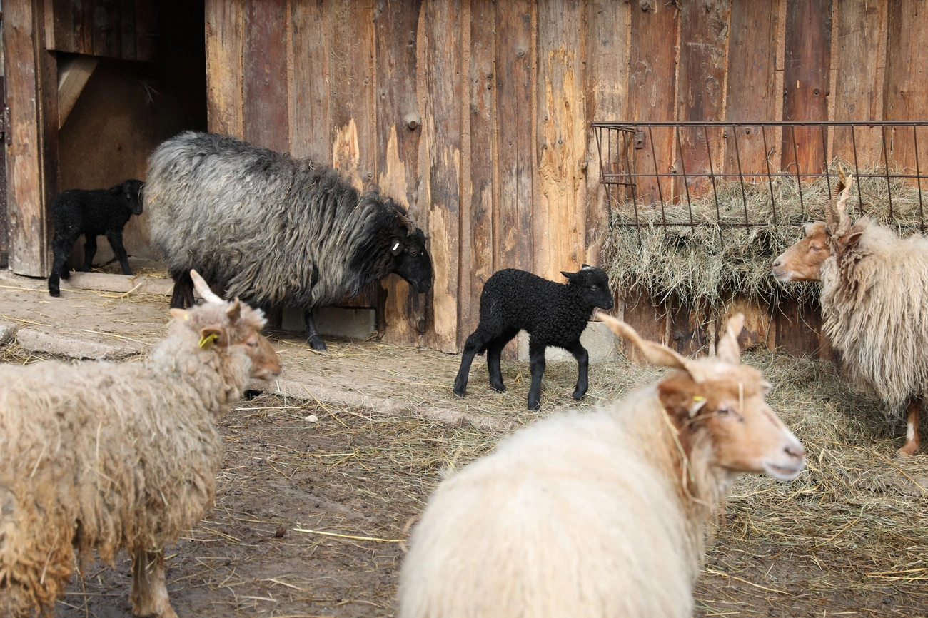 Tavasz a vadasparkban 