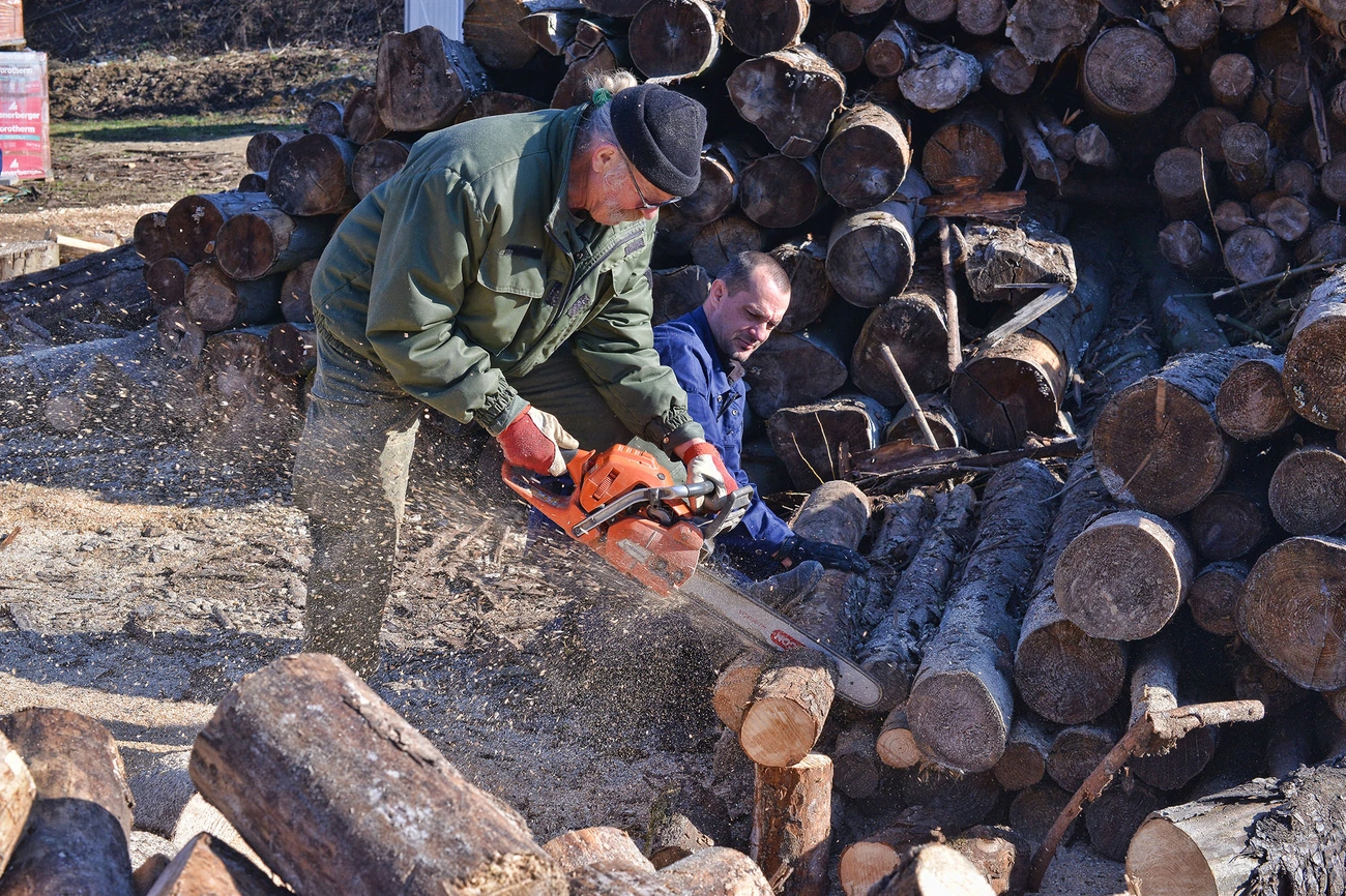 Szimbiózis Alapítvány favágás 