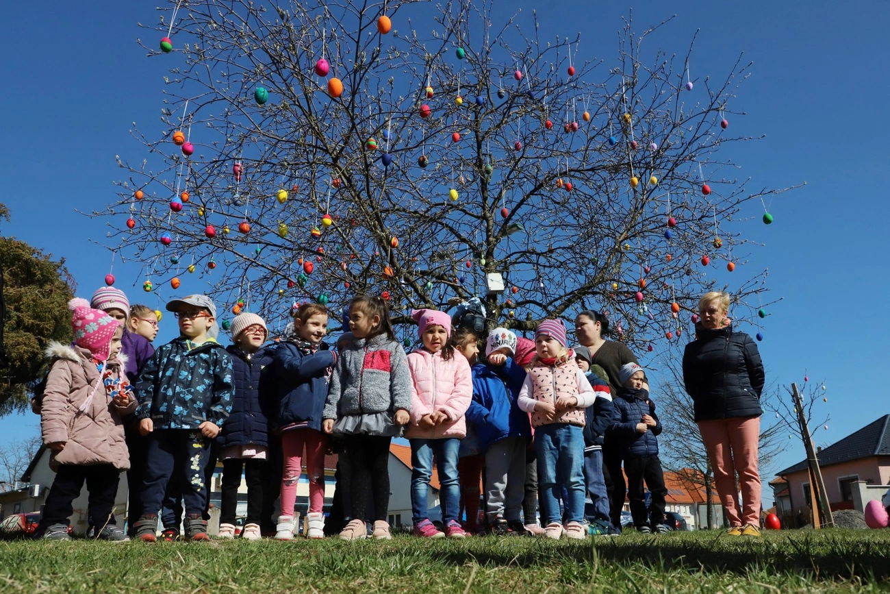 Tojásfa állítás Felsőzsolcán 