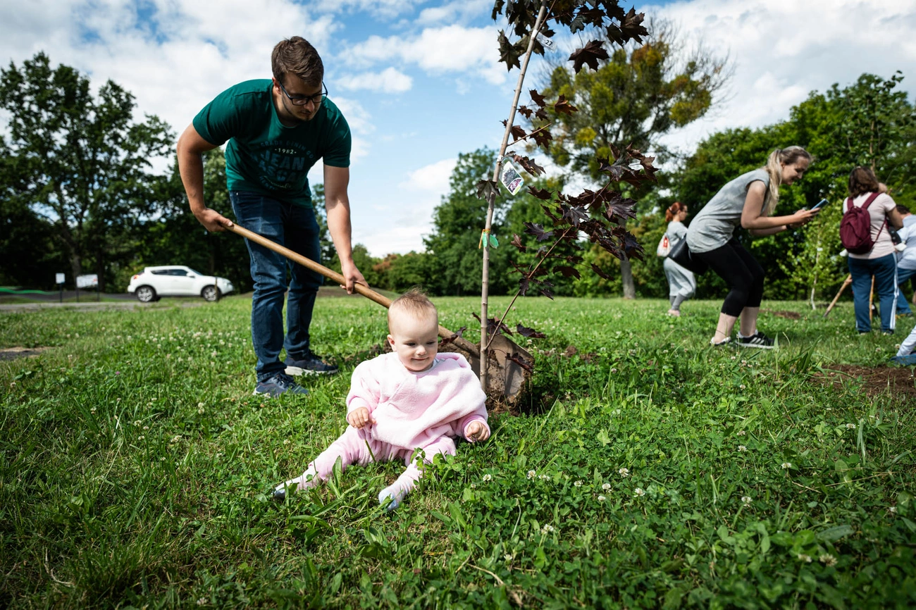Faültetés az újszülöttek parkjában 