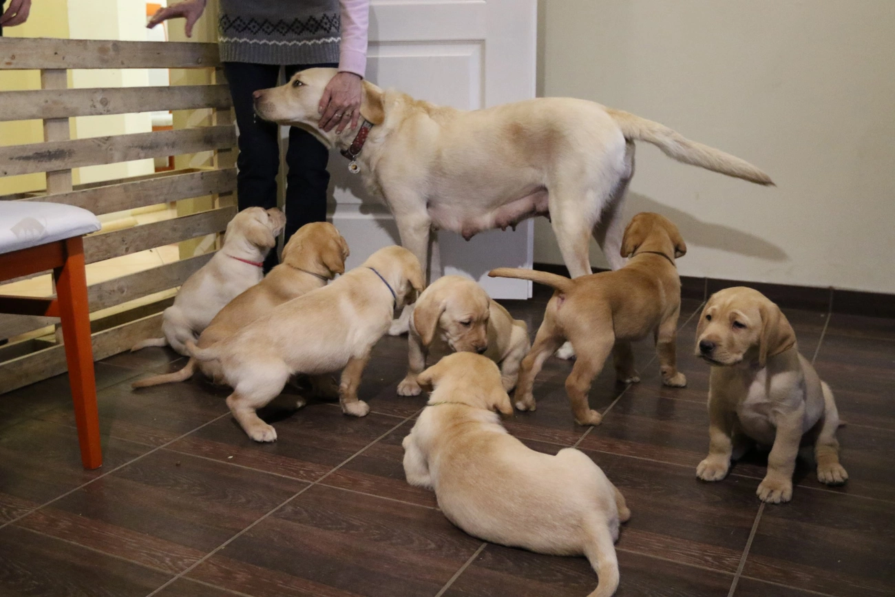 Nevet kaptak a leendő vakvezetők  