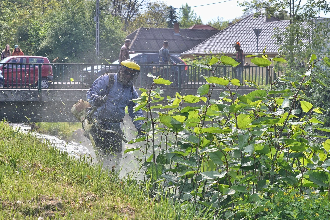 Városgazda Szinva patak 