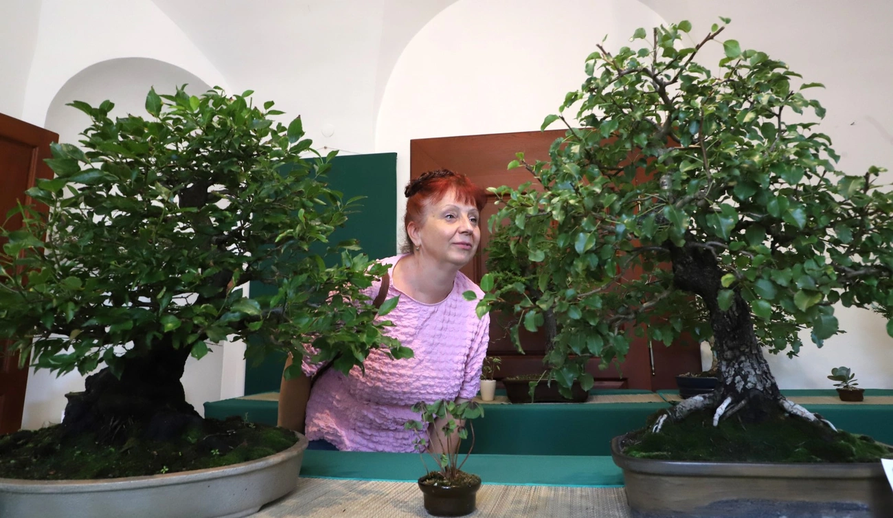 A 25 éves Miskolci Bonsai Klub kiállítása