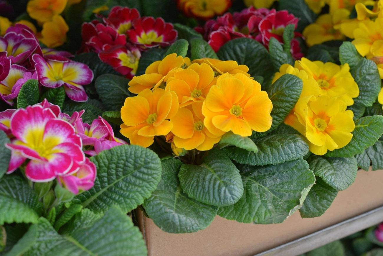 Nőnapi készület a virágkertészetben