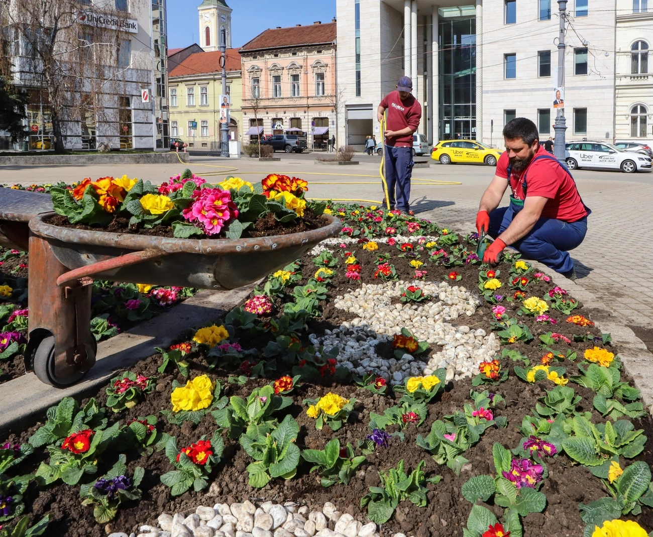 Kivirágzott a miskolci virágóra. Fotó: Mocsári László