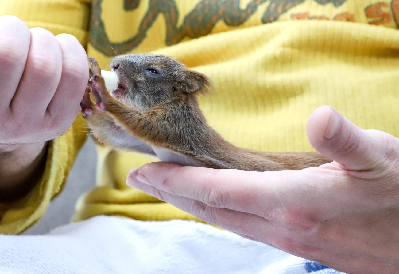 Kis mókusok, kis libák a Madármentő Állomáson Mályiban